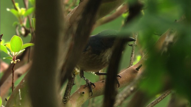 Woodhouse's Scrub-Jay (Woodhouse's) - ML480157