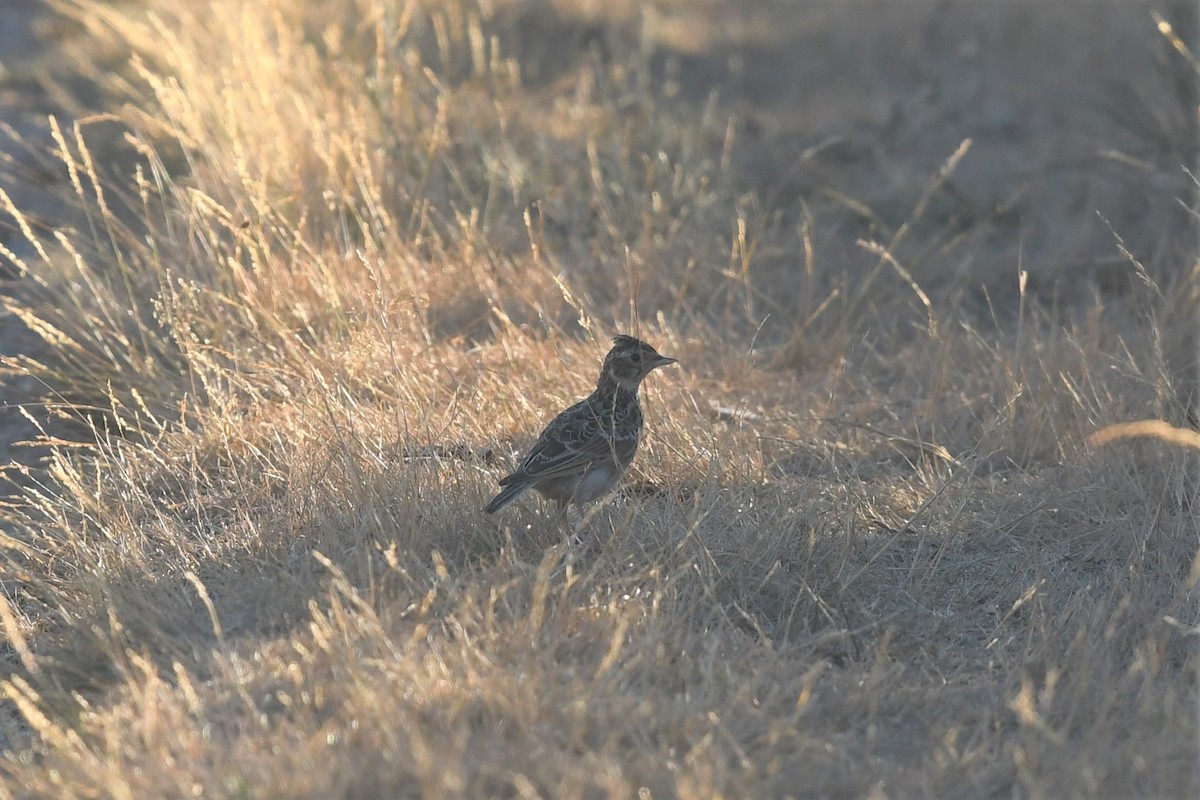 Eurasian Skylark - ML480157581