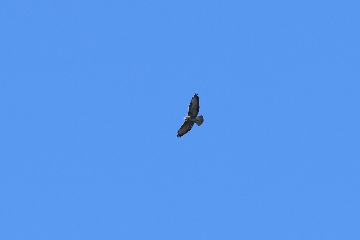 Common Buzzard - ML480157591