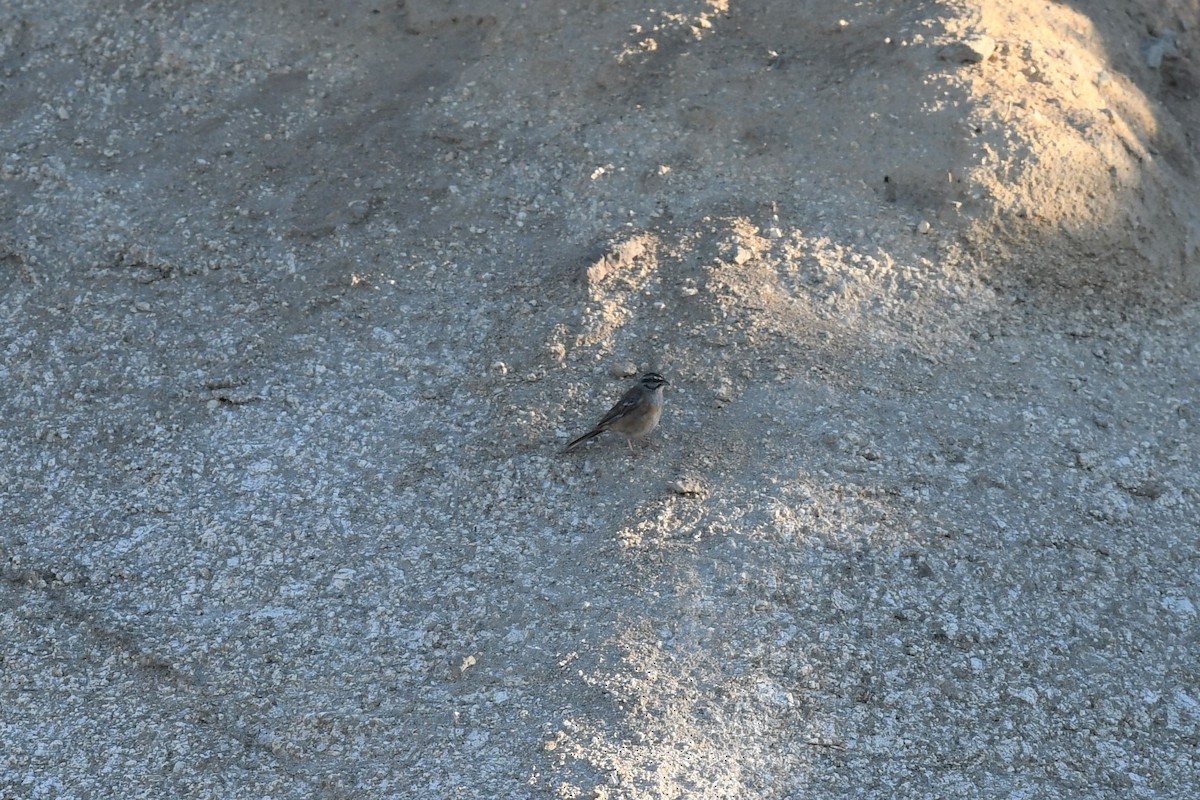 Rock Bunting - Andre Vieira