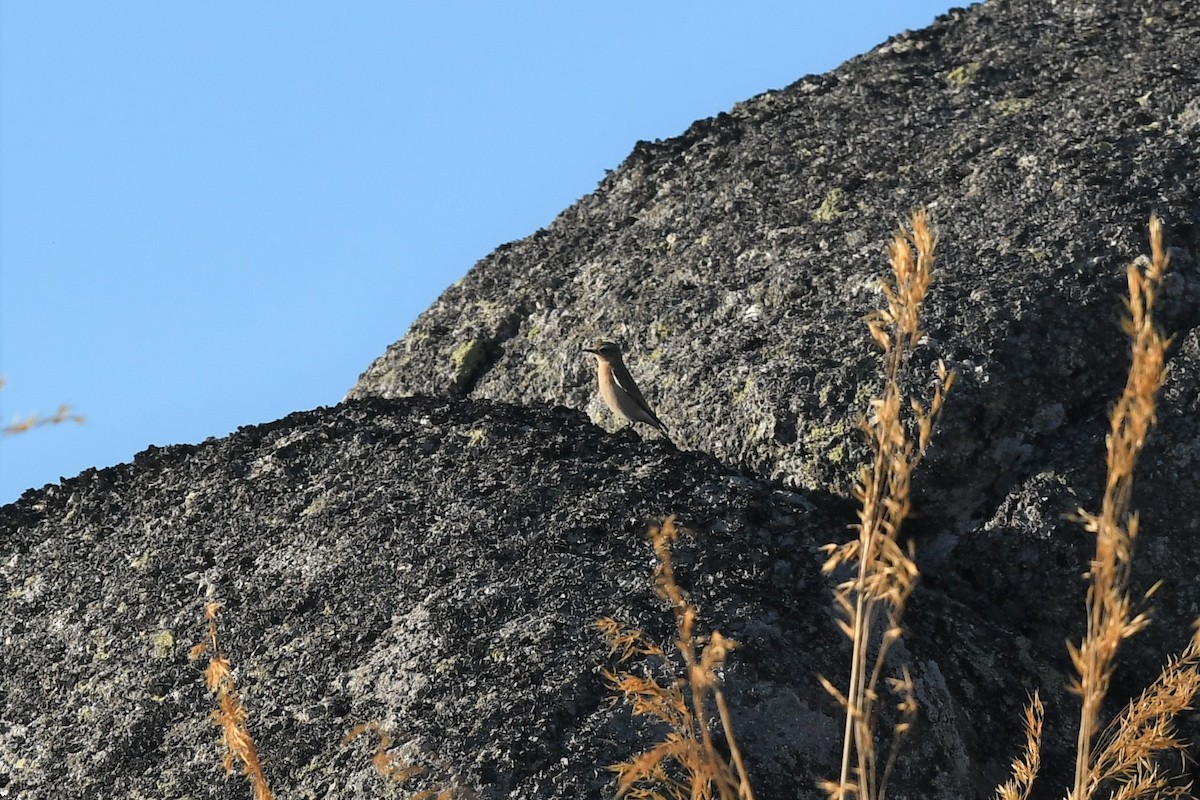 Northern Wheatear - ML480157631