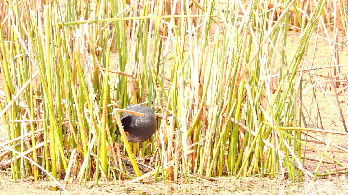 Red-fronted Coot - ML480158001