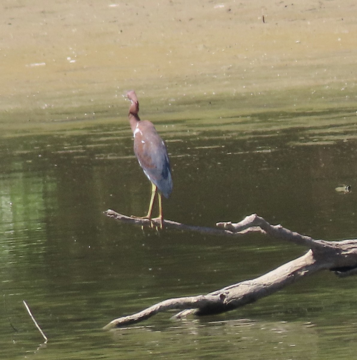 Tricolored Heron - ML480159201