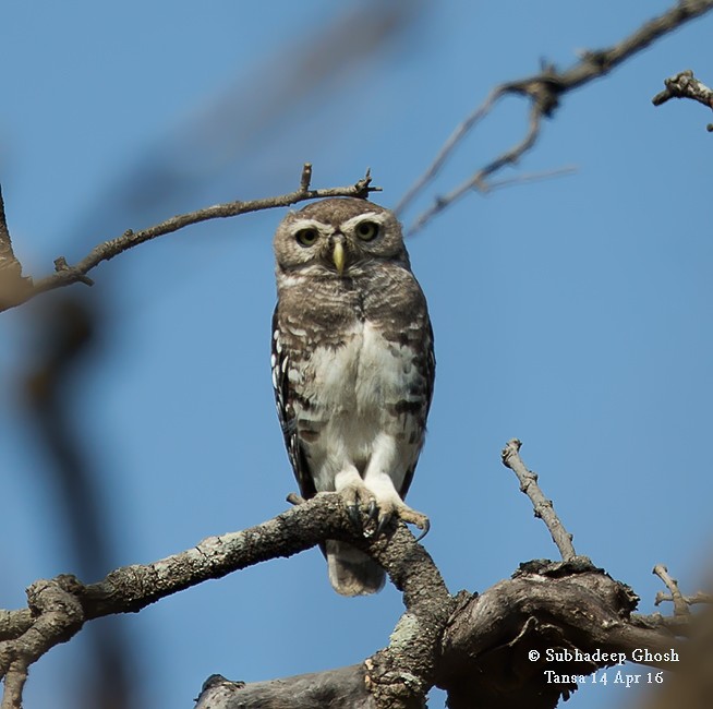 Forest Owlet - Subhadeep Ghosh