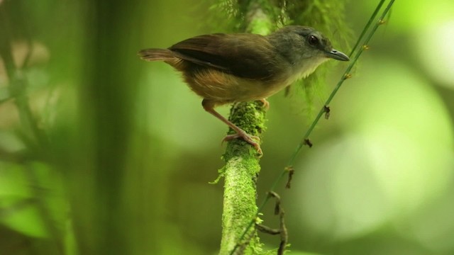 Horsfield's Babbler - ML480161