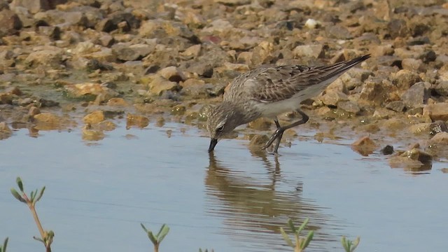 Weißbürzel-Strandläufer - ML480161501