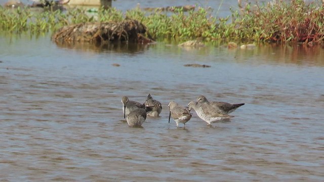 Stilt Sandpiper - ML480161551