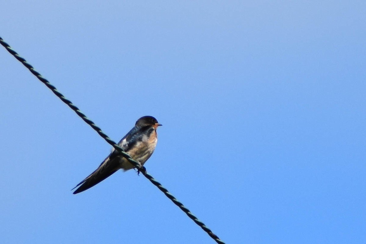 Barn Swallow - ML480162131