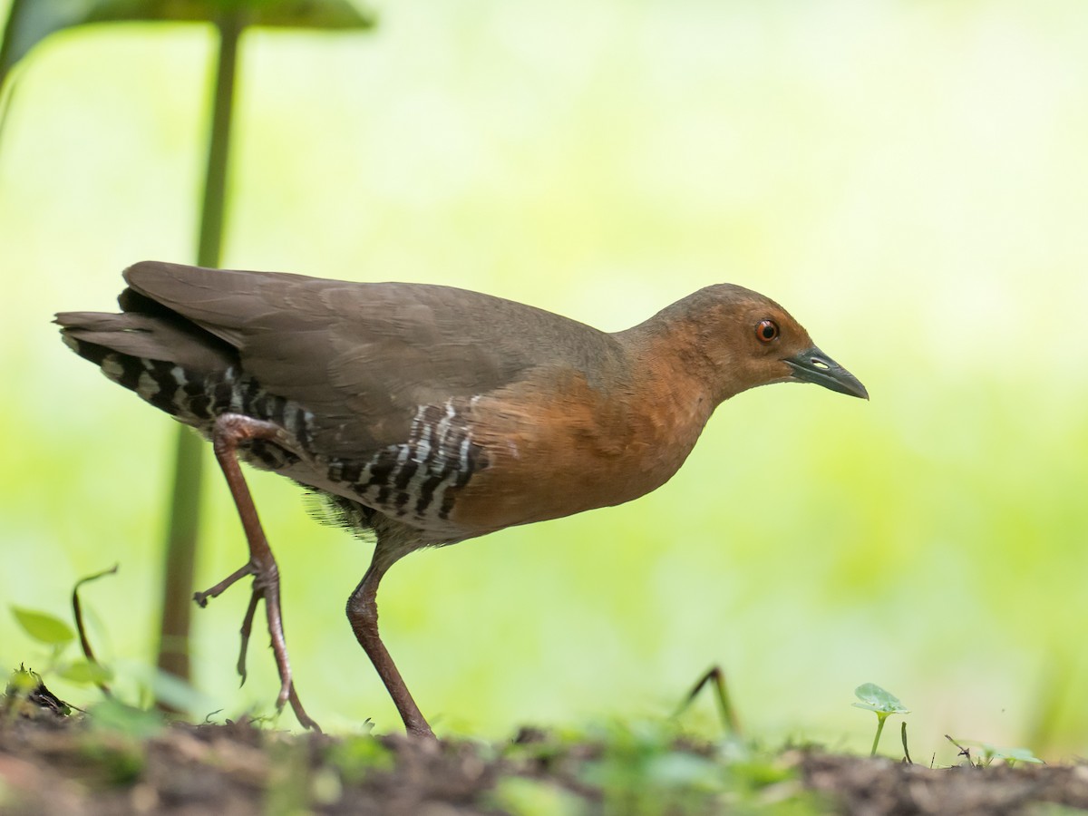 Band-bellied Crake - ML480162561