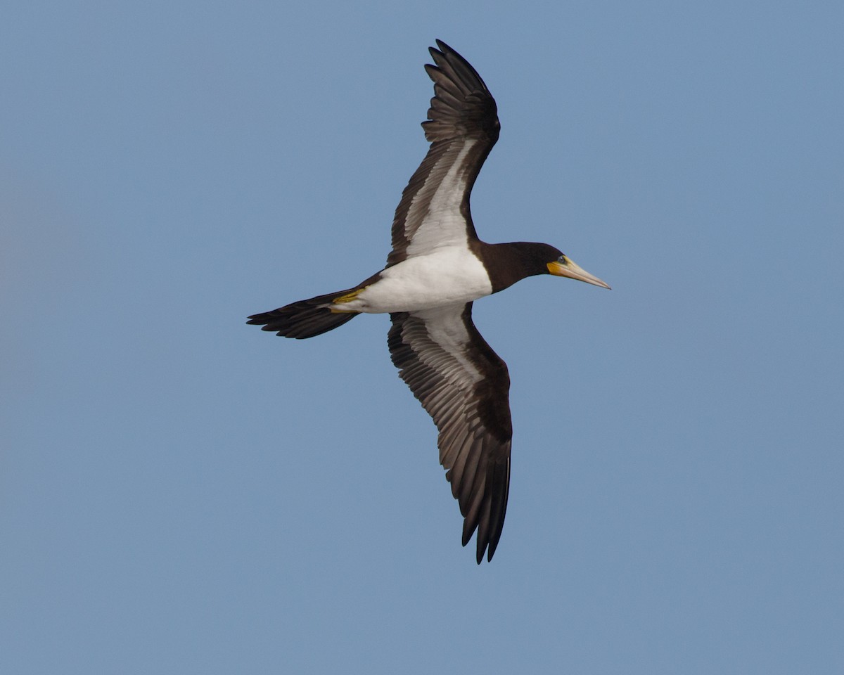 Brown Booby (Atlantic) - Silvia Faustino Linhares