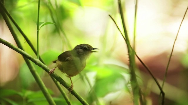 Horsfield's Babbler - ML480165