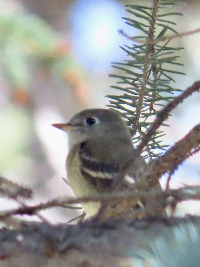 Hammond's Flycatcher - ML480165601