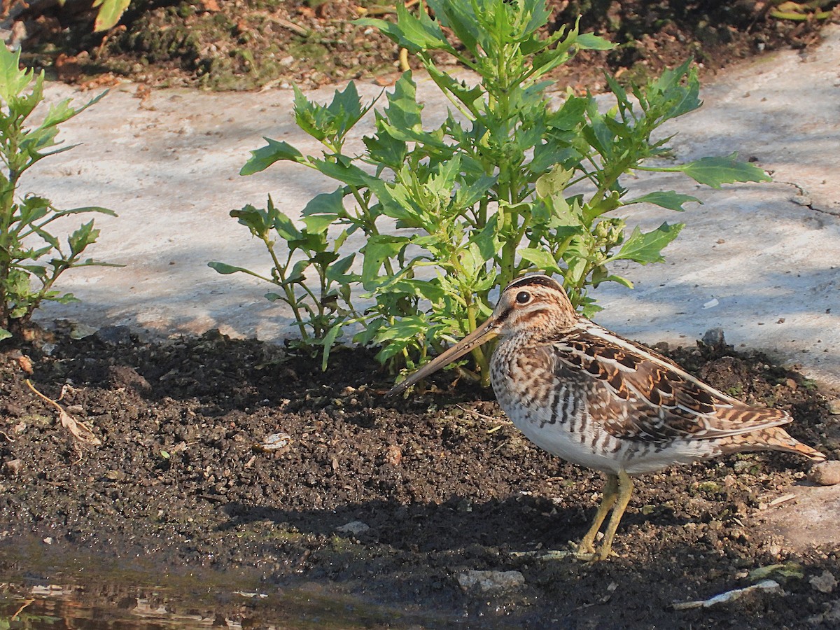 Common Snipe - ML480166311