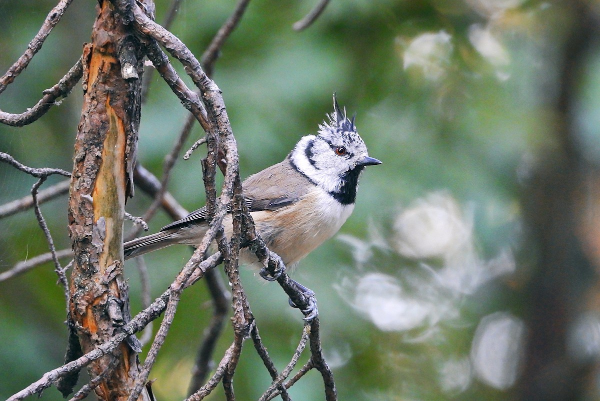 Crested Tit - ML480166581