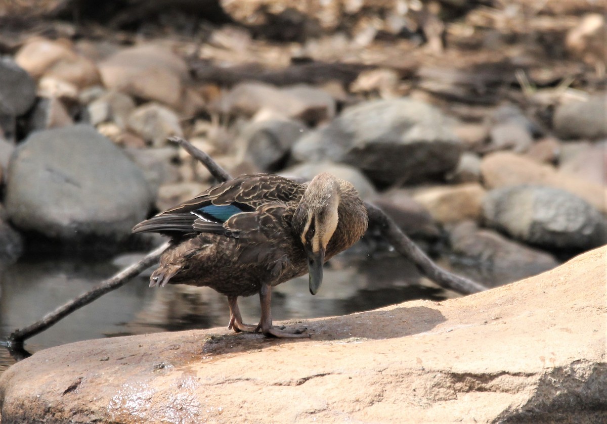 Pacific Black Duck - ML480167571