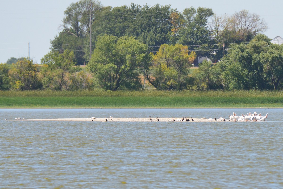 Double-crested Cormorant - Victor Webber