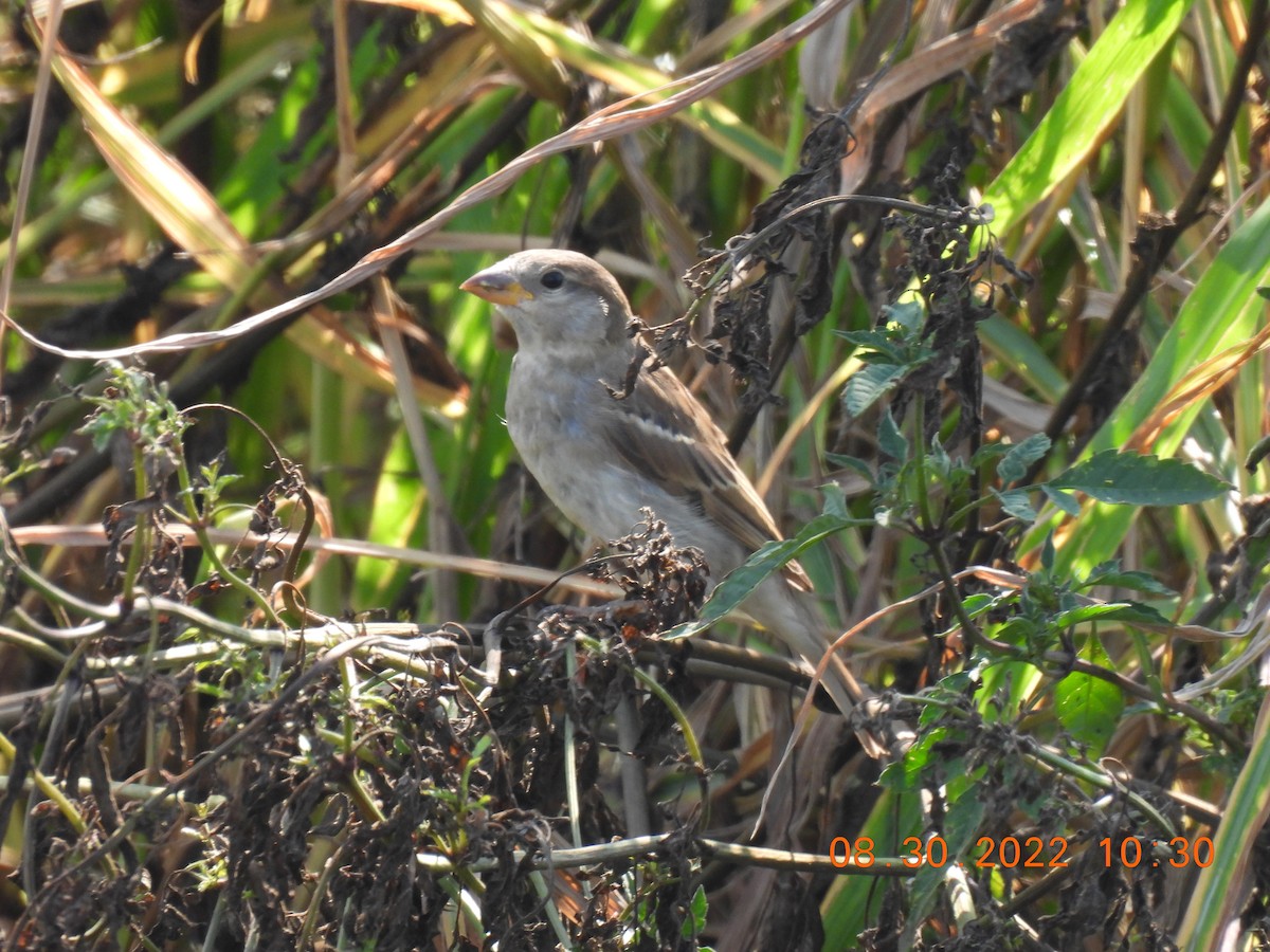 House Sparrow - ML480168681