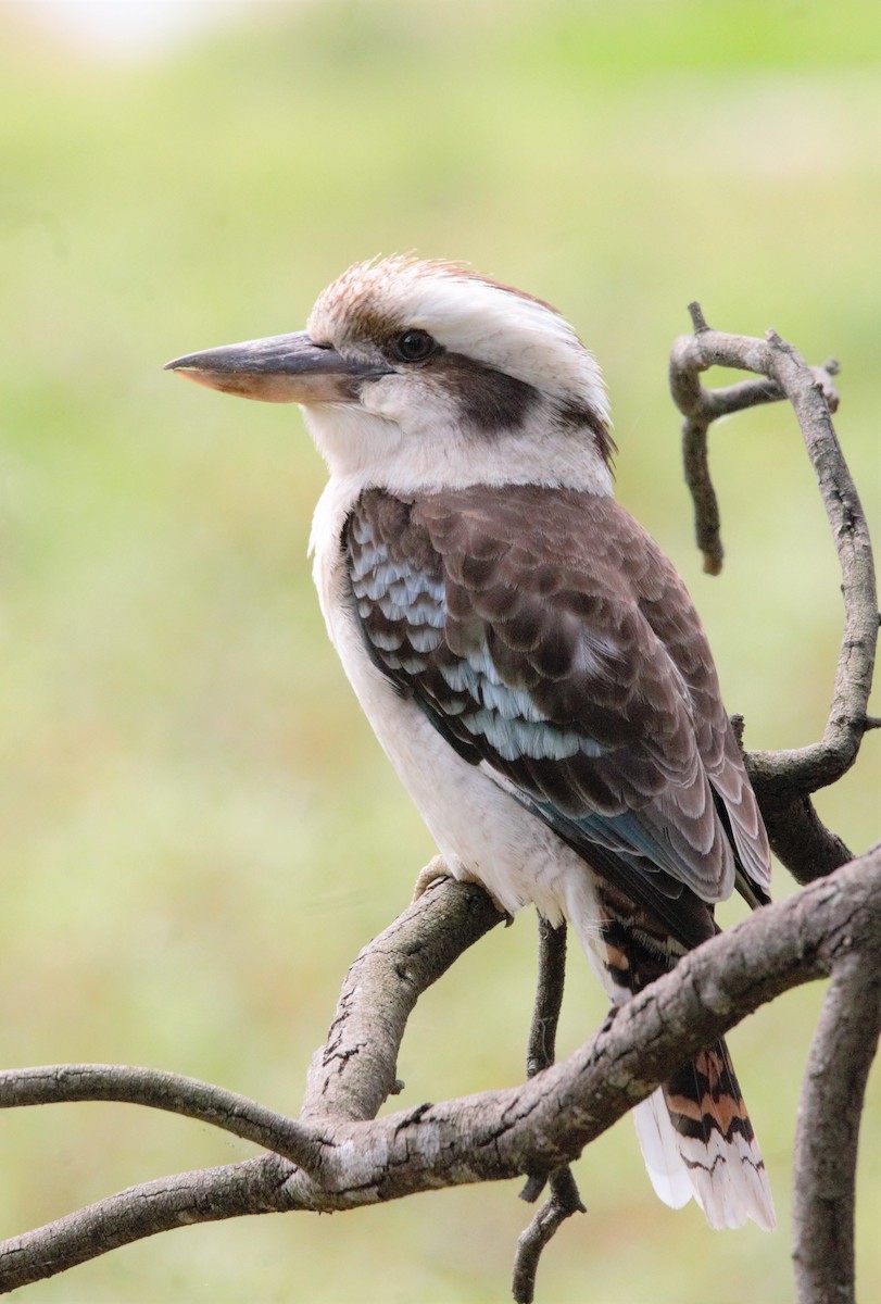 Laughing Kookaburra - marita taylor