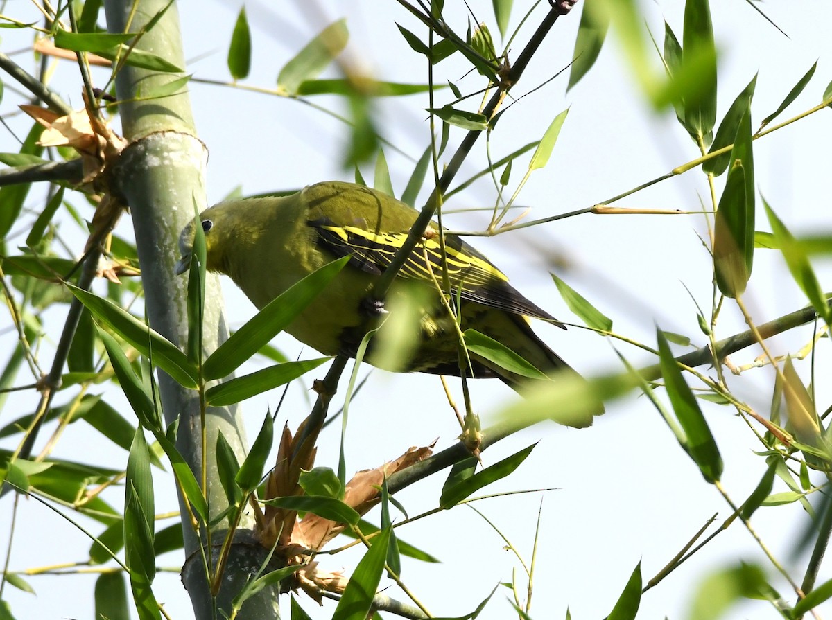 Gray-fronted Green-Pigeon - mathew thekkethala