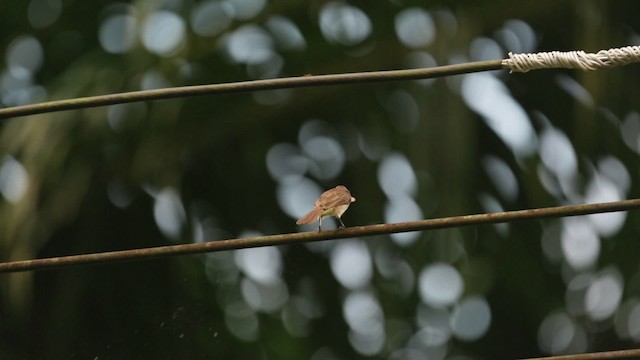 Yellow-vented Bulbul - ML480171