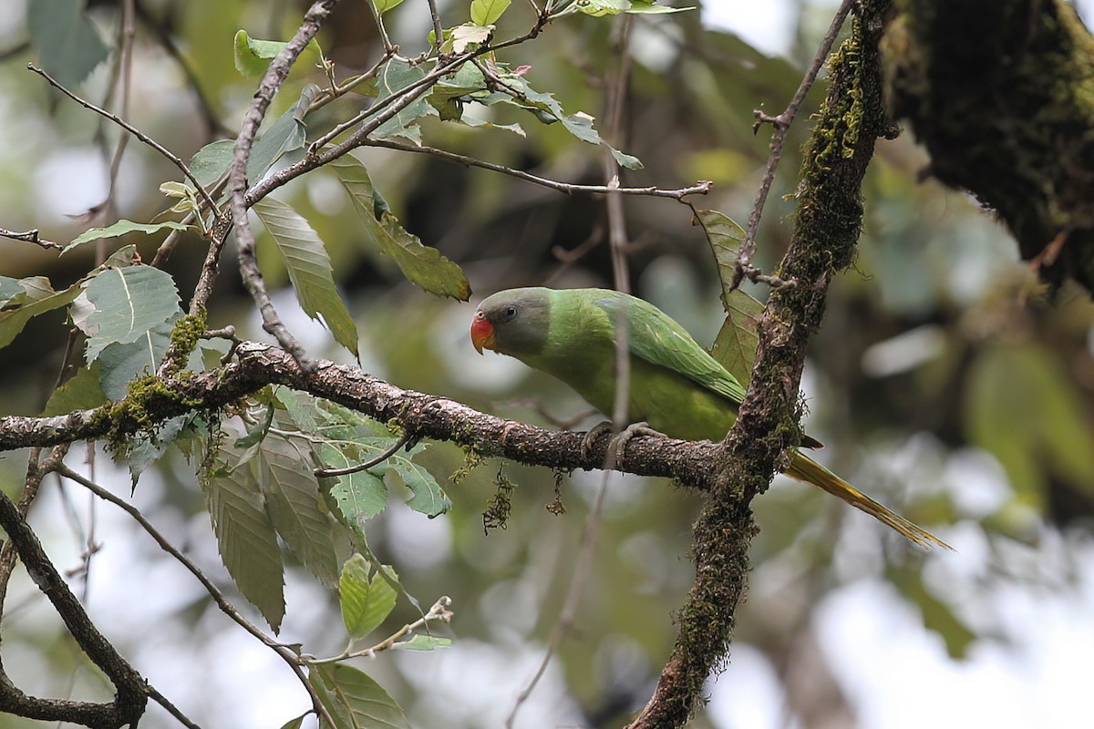 Slaty-headed Parakeet - ML480171521