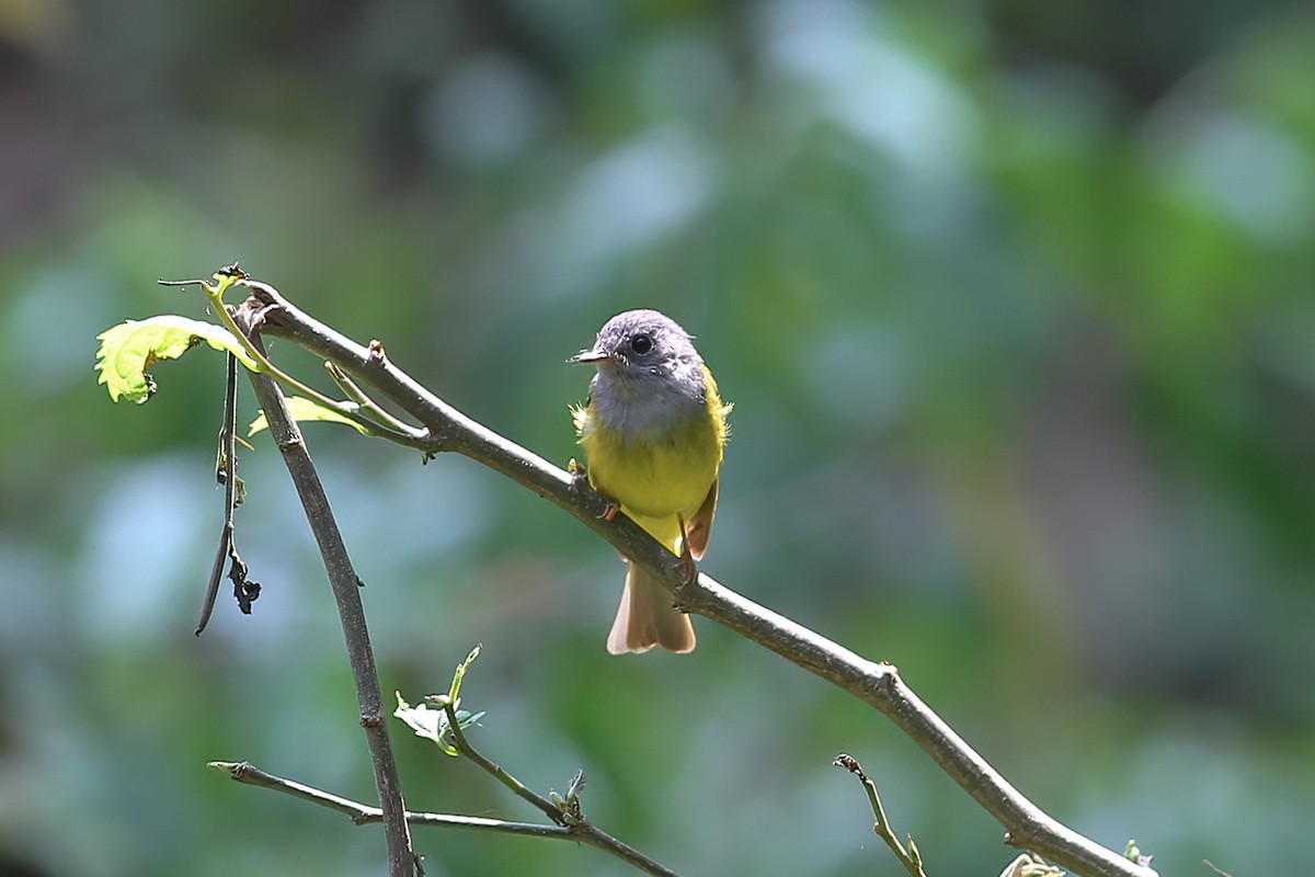 Gray-headed Canary-Flycatcher - Gaurang Bagda