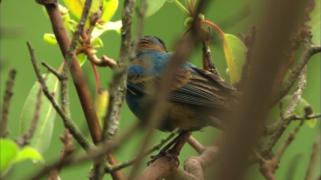 Passerin indigo - ML480172