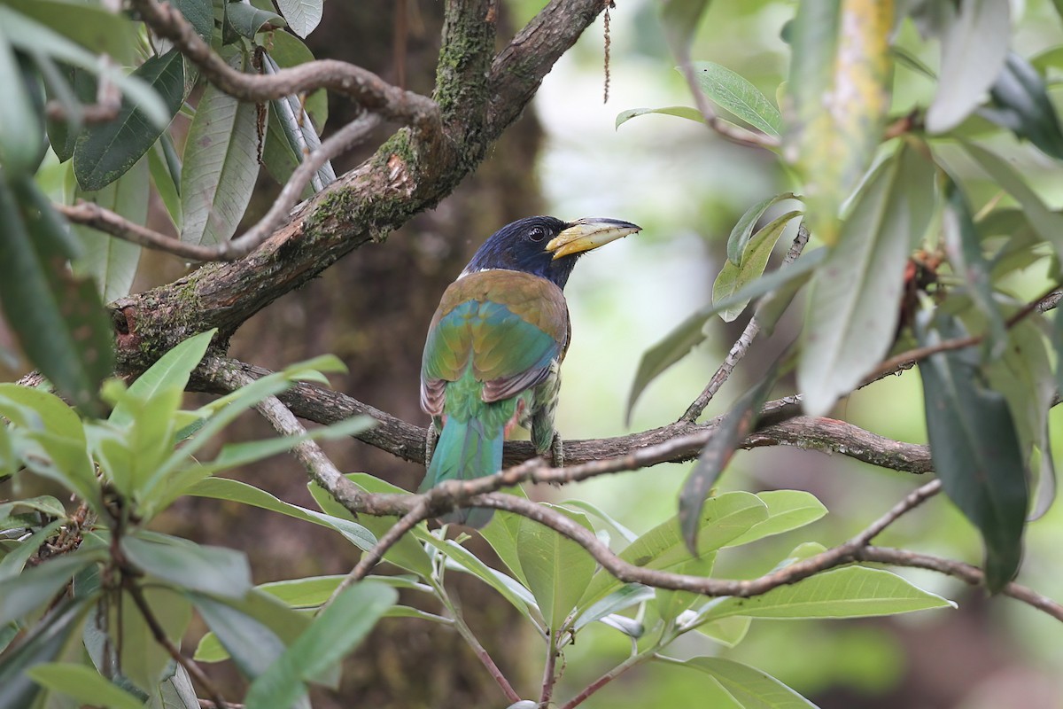 Büyük Barbet - ML480172301