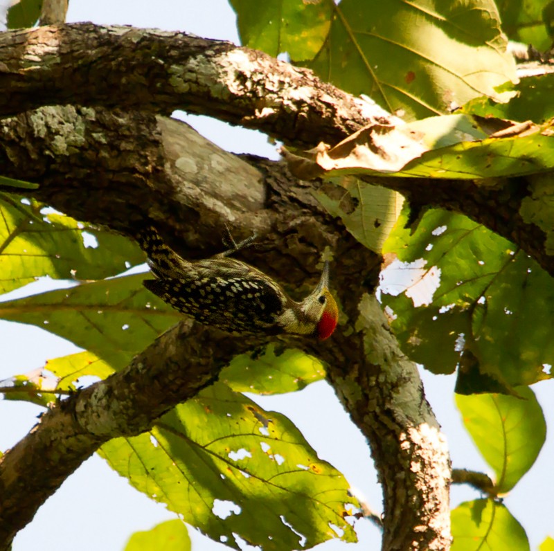 Yellow-crowned Woodpecker - Subhadeep Ghosh