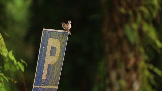 Yellow-vented Bulbul - ML480173