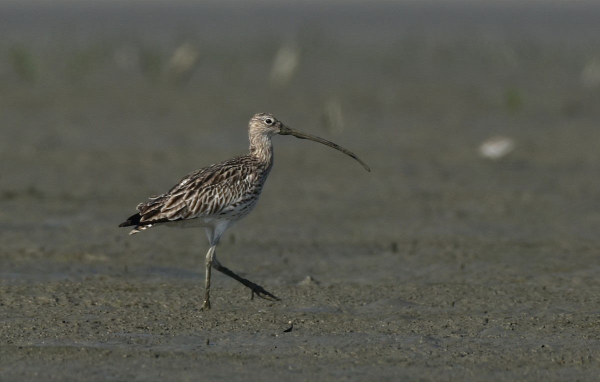 Eurasian Curlew - ML480174181