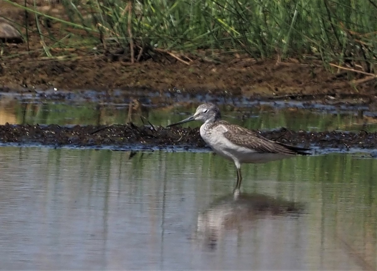 Common Greenshank - ML480174271