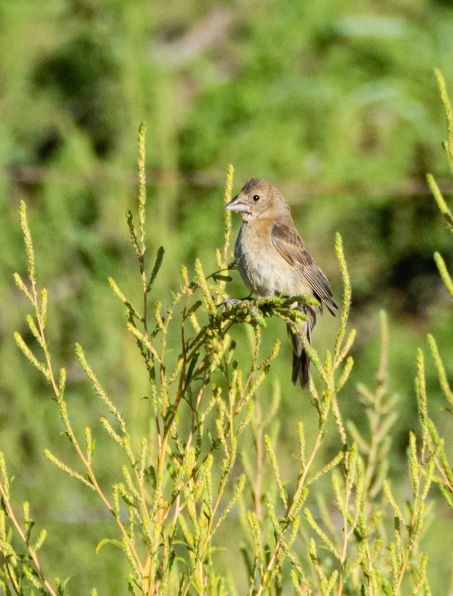 Blue Grosbeak - ML480174671