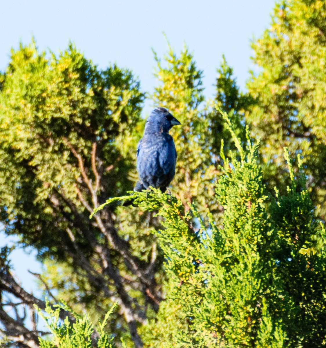 Blue Grosbeak - ML480174681