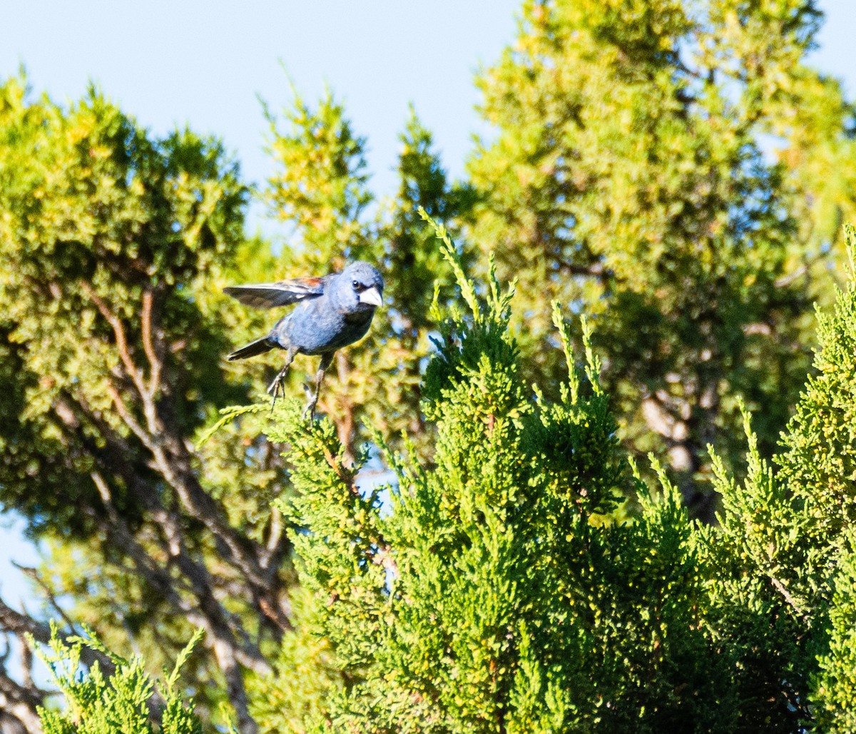 Blue Grosbeak - ML480174691