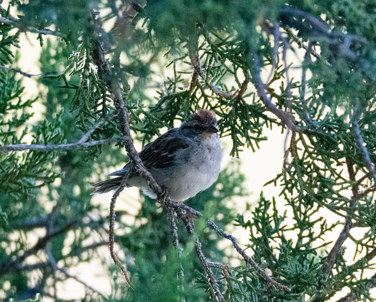 Chipping Sparrow - ML480174751