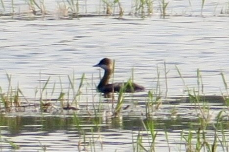 Eared Grebe - ML480174761