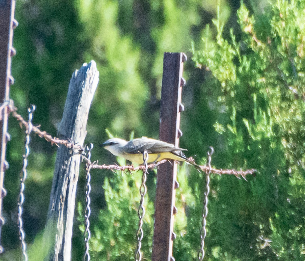 Western Kingbird - ML480174781