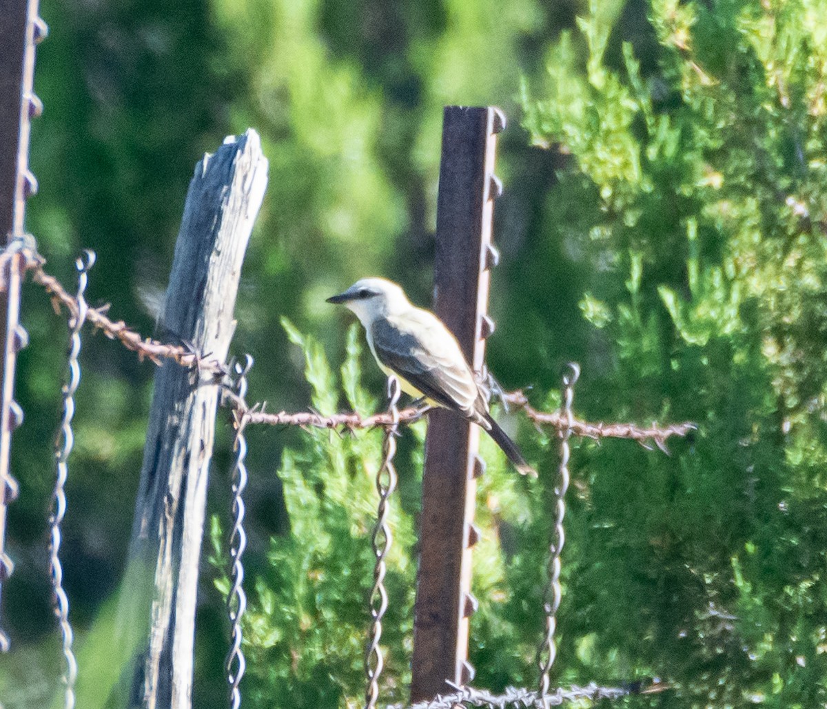 Western Kingbird - ML480174791