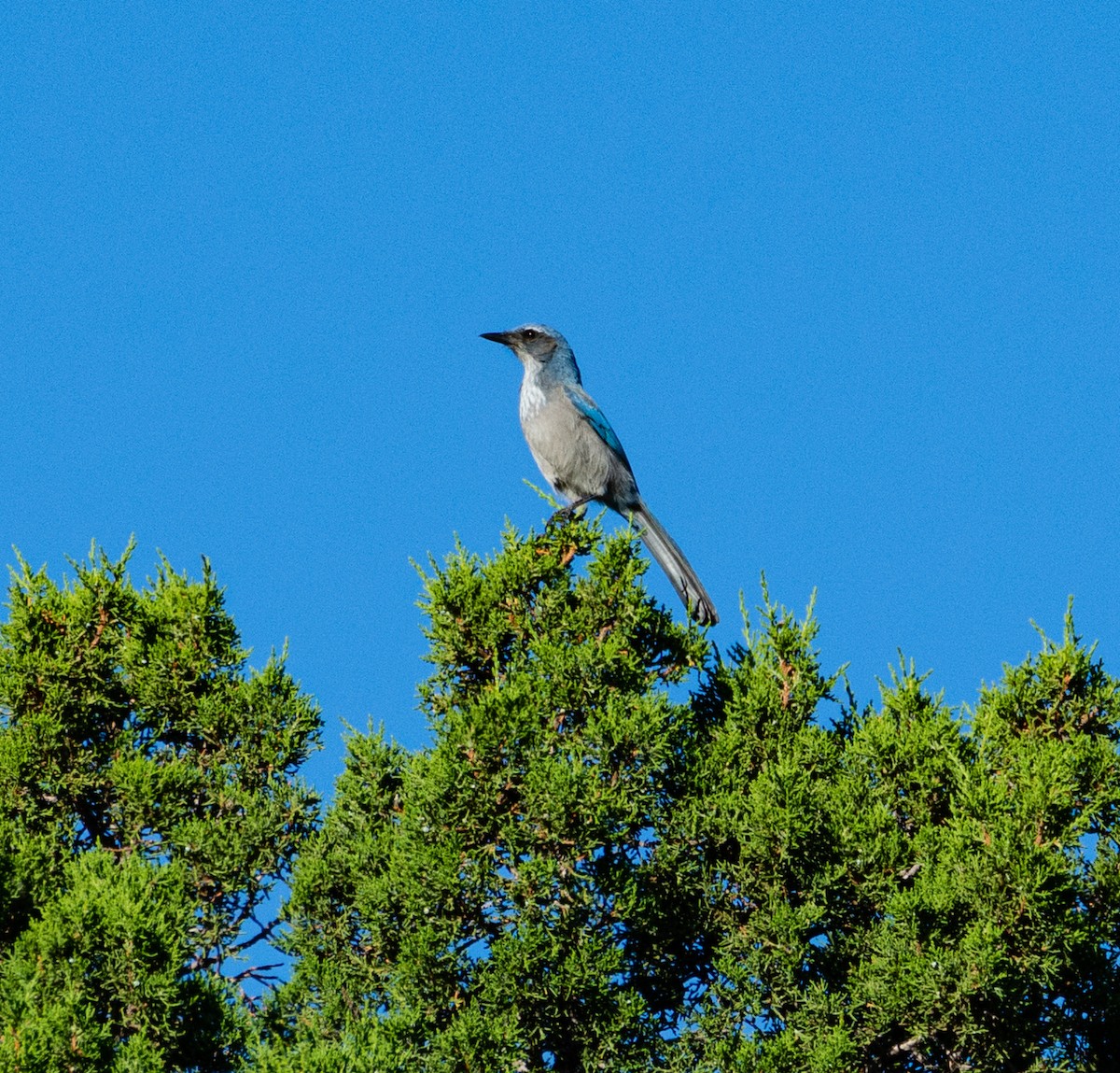 Woodhouse's Scrub-Jay - ML480175061