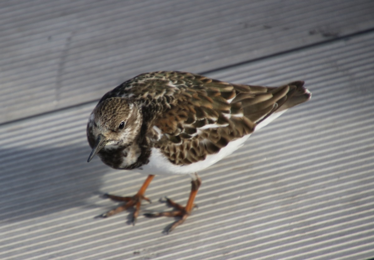 Ruddy Turnstone - ML480176551