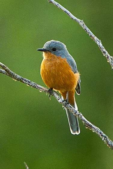 Gobemouche argenté - ML480176741