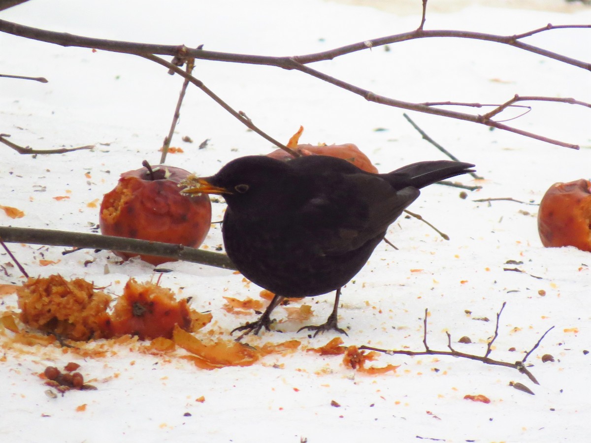 Eurasian Blackbird - Anna Karp