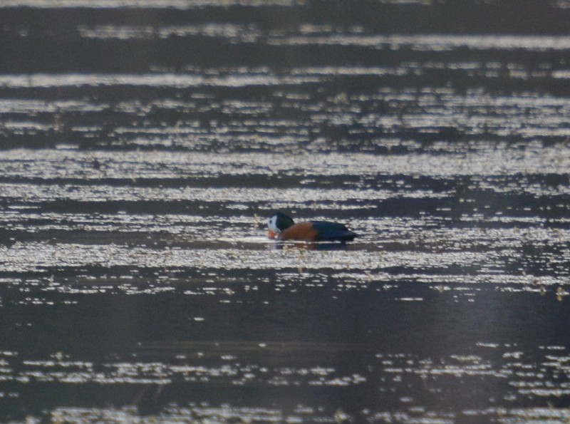 African Pygmy-Goose - ML48017811