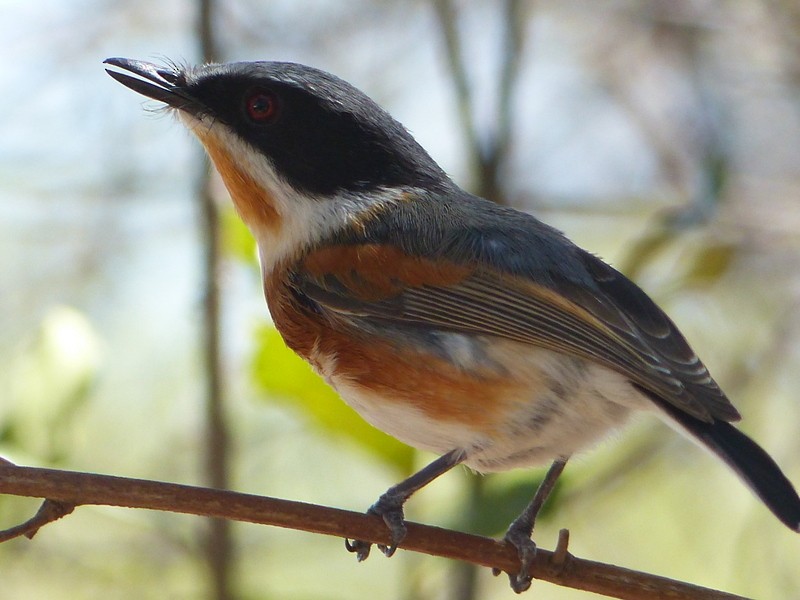 Cape Batis - ML48017991