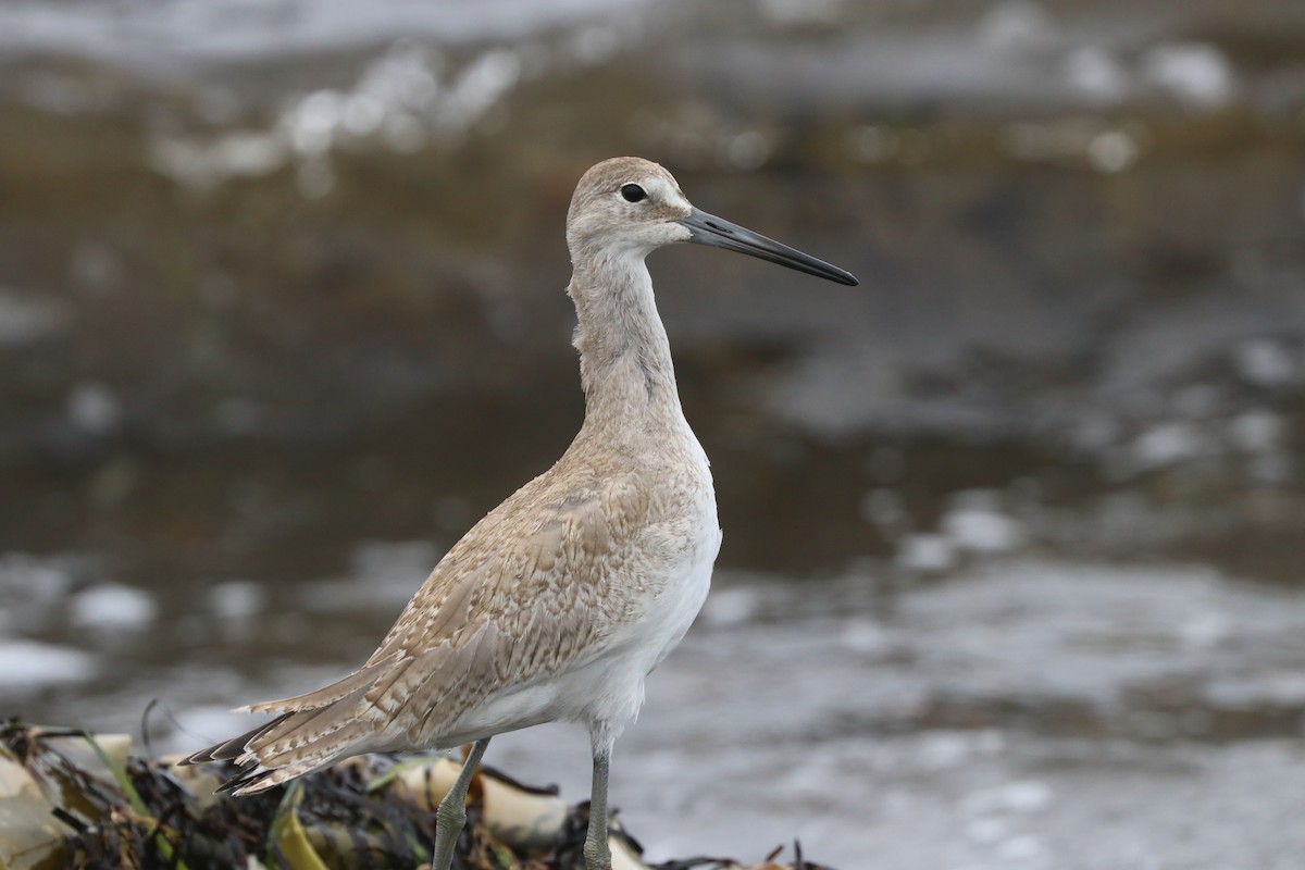 Willet (Western) - ML480181841