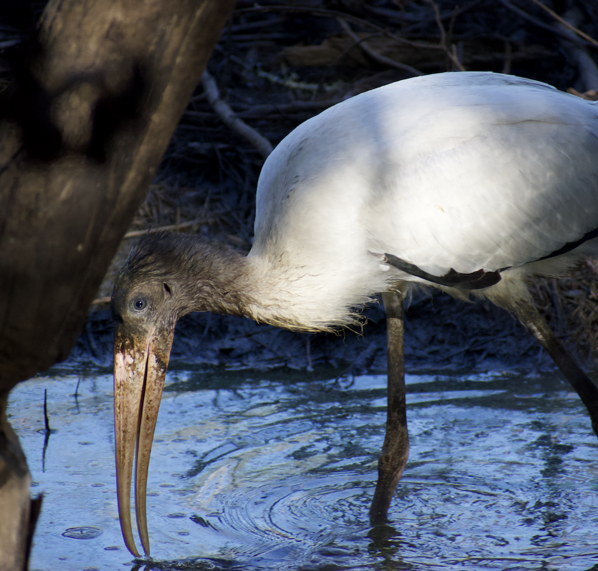Wood Stork - ML480182691