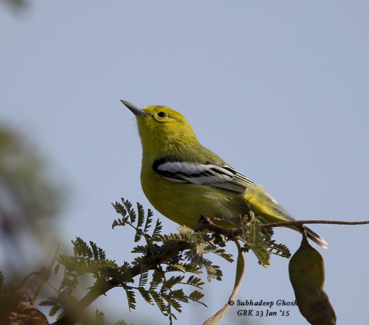 White-tailed Iora - Subhadeep Ghosh