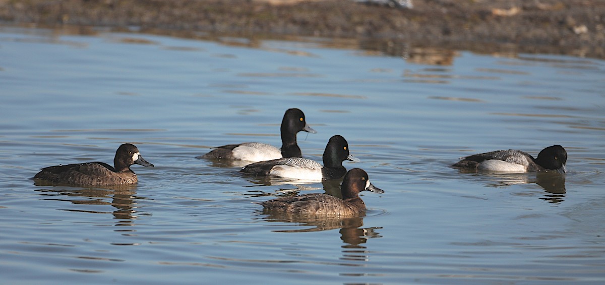 Lesser Scaup - Tamuk Ornithology