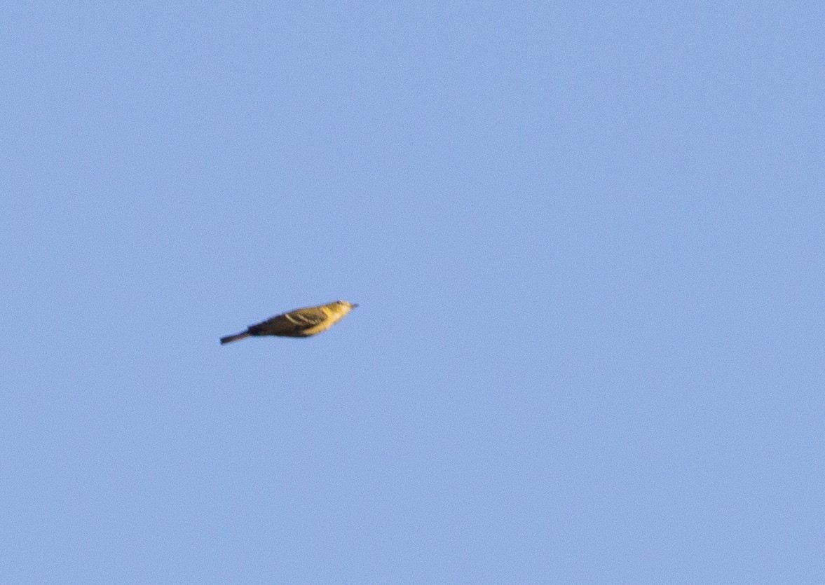 Bay-breasted Warbler - ML480186741